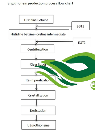 ergothionein production process flow chart