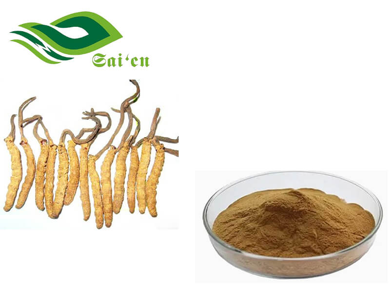 Cordyceps extract powder